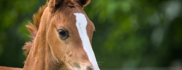 Veulen en scooter voor zus winstuitdeling bij DGA